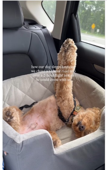 Meet Brooks: The Travel Buddy Whose Sleeping Skills Are Breaking the Internet!