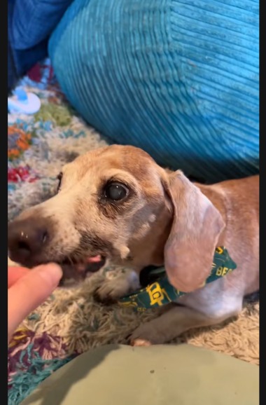 Never Too Old: Walter the Dachshund Proves Senior Dogs Deserve All the Love!