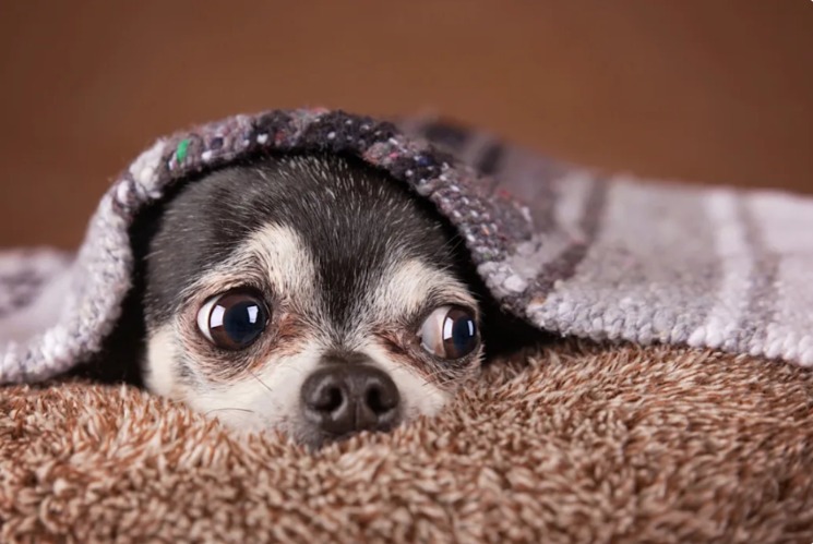 The “Beetle Dog” That Stole Our Hearts