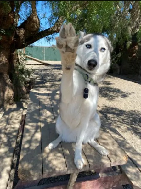 Meet Europa: A Shy Beauty Ready for Her Forever Home