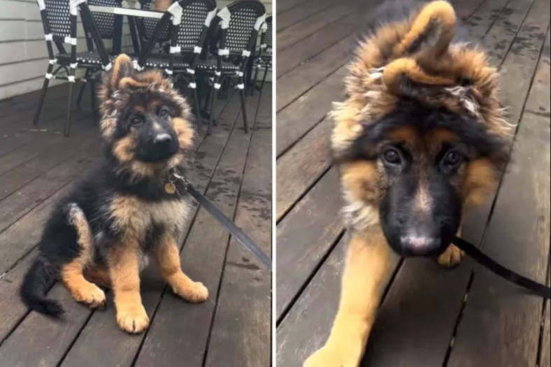 From Fluffy Pup to Majestic Giant: This German Shepherd’s Epic Transformation