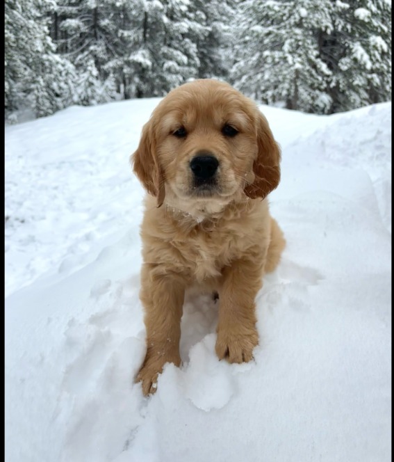 Forget Your Troubles: This Puppy Is About to Become a Life-Saving Machine!