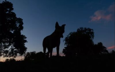 Yard Invasion! How a Fearless German Shepherd Became a Real-Life Hero in a Stunning Coyote Showdown