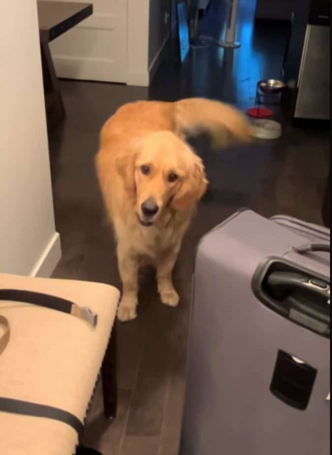 Leaving Home? Prepare for Tears (and Laughter) as This Dog Masters the Art of Guilt-Tripping
