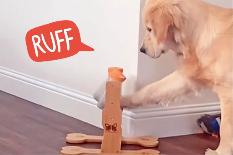 Mealtime Meltdown: This Golden Retriever’s Viral Moment is Every Dog Owner’s Relatable Struggle