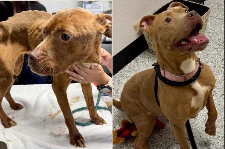 Hope on Four Paws: The Incredible Story of an Abandoned Dog’s Journey to a Forever Home