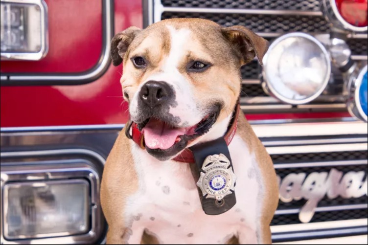 They Wanted to Kill Him. He Became a Hero. This Pit Bull Is Shaking Up the World of Arson Investigation