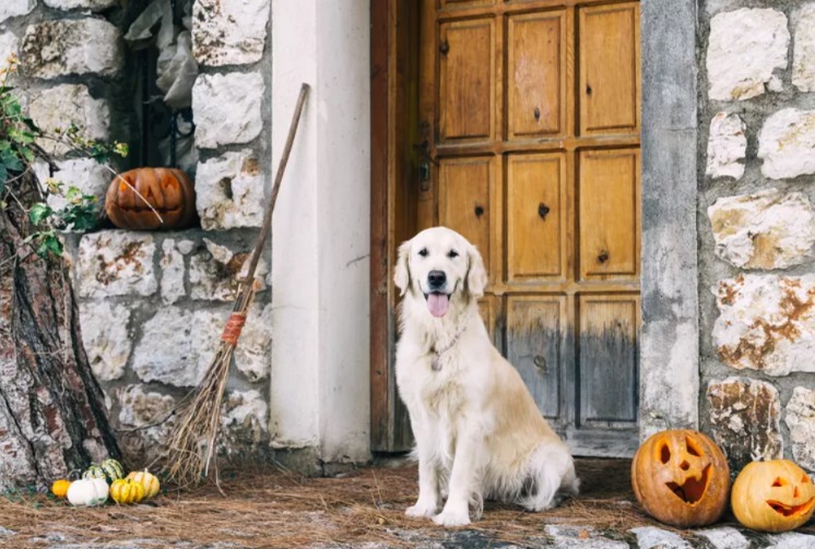 Spooky Pups Welcome! Colorado Haunted House Helps Dogs Conquer Halloween Fears