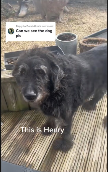 Going Viral For All the Wrong Reasons: The Dog Who Stole the Show With a… Well, You Know