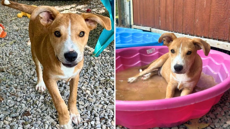 This Resilient Puppy Proves a Second Chance Is Worth a Lifetime of Love