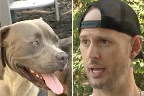 UNBELIEVABLE! This Hero Dog Led a Stranger Straight to a Life-Saving