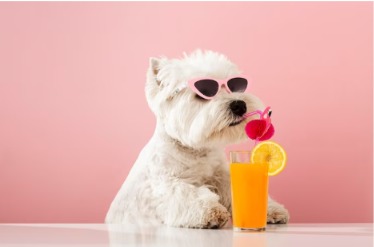 Forget Fancy Food: The #1 Secret To A Long, Healthy Dog Life Is THIS Common Liquid
