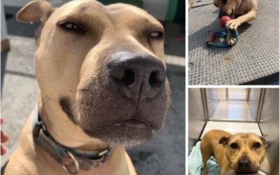 Five Years and Counting: Can You Be the Hero Jackie the Pit Bull Mix Has Been Waiting For?