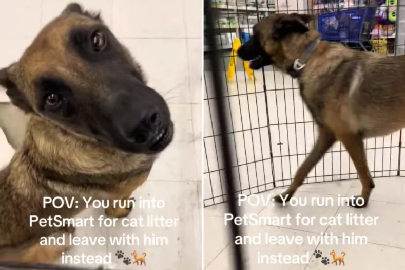 Cat Litter Run to Rescue Mission: How One Woman Adopted a Deserving Dog at PetSmart