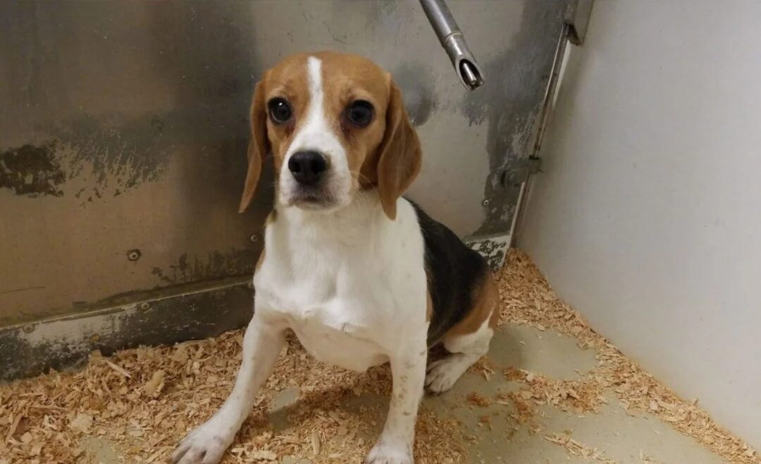 Wiggly and Wonderful: How One Beagle’s Spirit Broke Free from a Research Lab