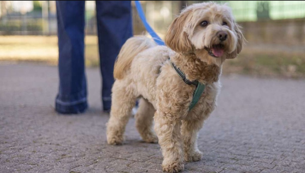 Say Goodbye to Pulling! Master Loose-Leash Walking for a Happier Dog (and You!)