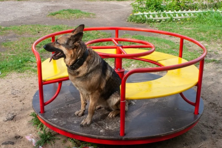 The Sweetest Surprise: This Rescue Dog’s Playground Adventure Will Make Your Day