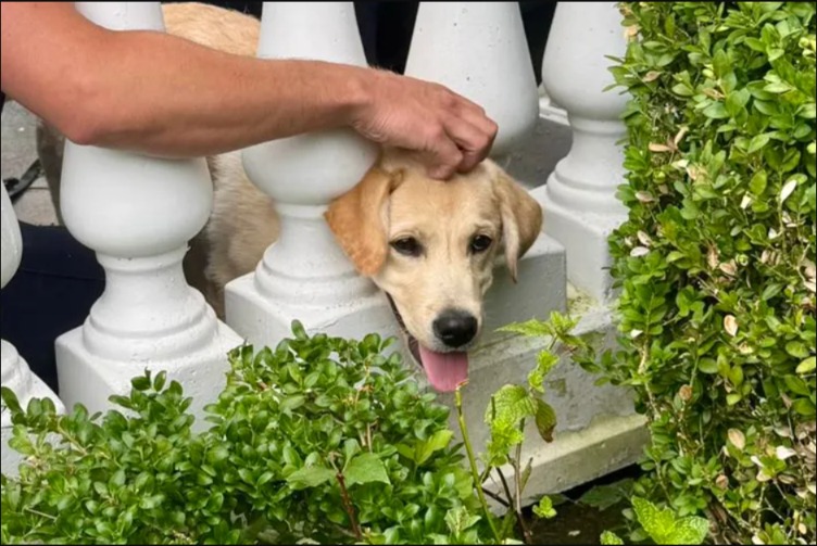 Leo’s Fetch Mishap: How a Rocky Rescue Won Hearts