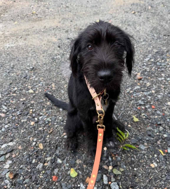 The Silent Story Behind a Wedding Ring and a Dog Named Lotus