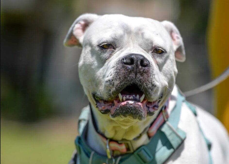 A Dog’s Last Hope: How a Kind Stranger Saved a Pup from the Everglades