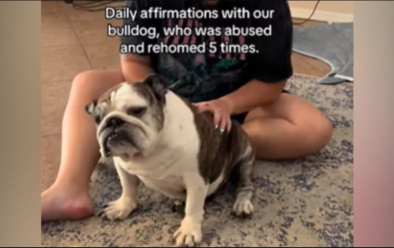 The Power of Affirmations: Meet Lulu, The Rescue Dog Whose Life Was Transformed by Love!