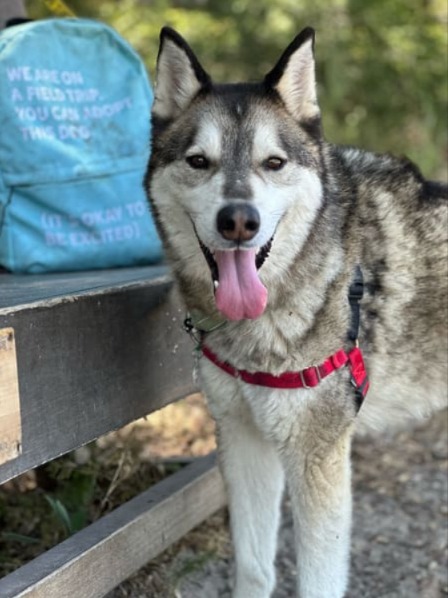 Meet Manny: Your Next Hiking Buddy Who’s Ready for Adventure