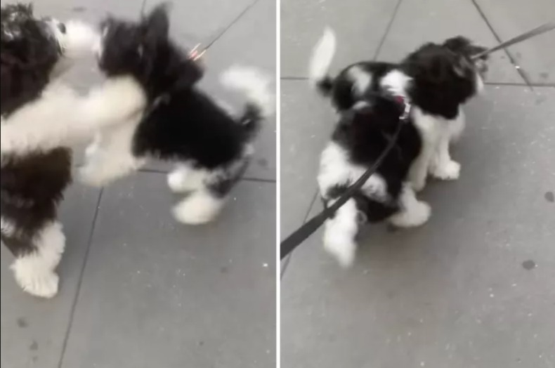 Mind-Blowing Coincidence! Woman Takes New Puppy For Walk, Runs Into His Long-Lost Mama