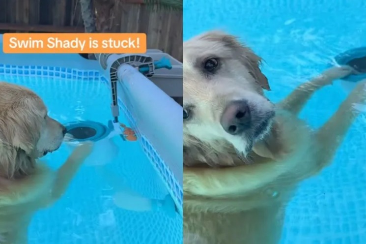Stuck Toy? No Problem! This Golden Retriever Just Blew His Owner’s Mind With His Genius!