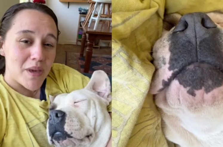 Viral Hilarity: How One Pit Bull’s “Brave” Barking Spooked Her Family (and the Internet)