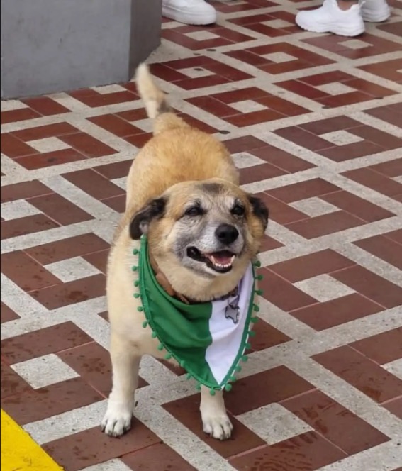 The Unforgettable Guide: How a Dog’s Loyal Heart Earned Him a Permanent Place in Town