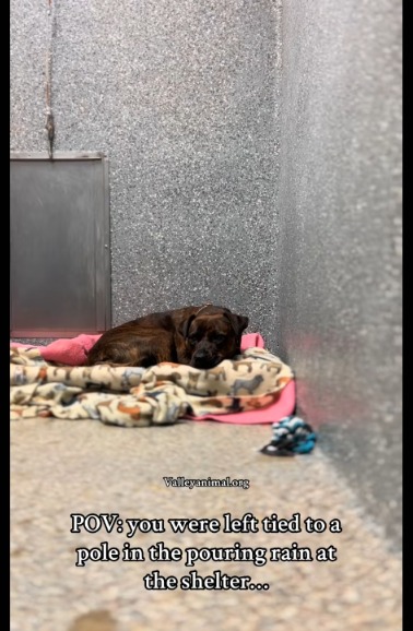 The Power of Viral Love: How a TikTok Video Changed One Dog’s Life