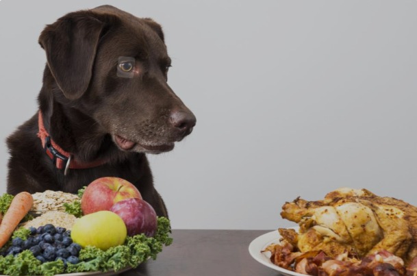 Decoding Dog Food: Your Essential Guide to a Balanced Canine Diet