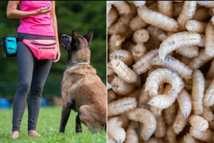 A Nose for a Cause: Meet the Pups on the Front Lines of a Global Health Threat