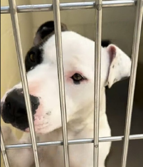 A Race Against Time: The Story of a Dog Saved Just Five Minutes Before the End
