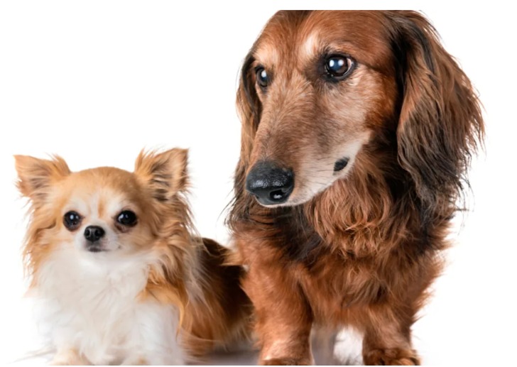 A Lesson in Empathy: The Heartwarming Moment Three Senior Dogs Shared Their Beds