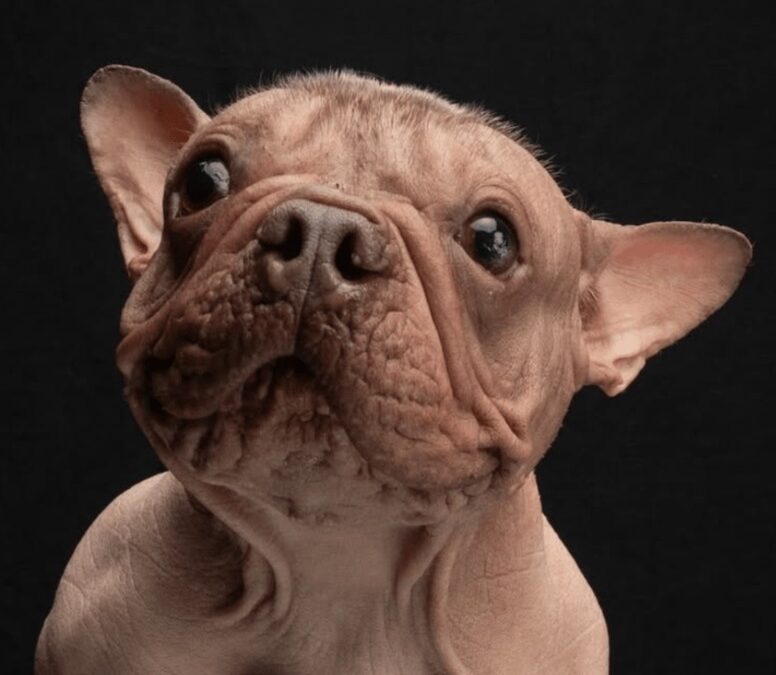 The Unlikely Champion: How a Scrappy Rescue Dog Won the World’s Ugliest Title