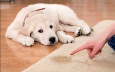 Puppy Potty Training NIGHTMARE? The 5 Iron-Clad Laws That Guarantee A Clean House (And Save Your Sanity!)