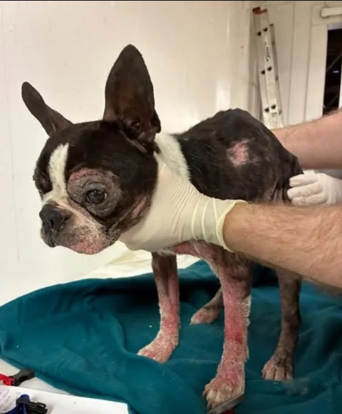 From Puddles to Buddy: How a Boston Terrier Found His Forever Home