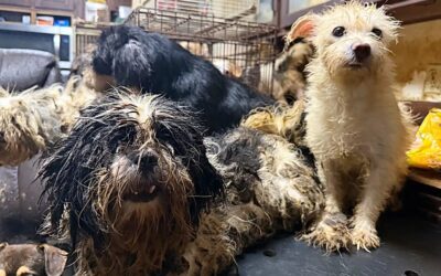 Dogs Trapped In Hell! See The SHOCKING Rescue That Uncovered A Nightmare House Of Neglect