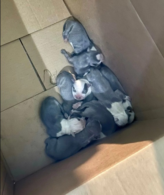 From Firefighters to Fur-Fighters: A Heroic Puppy Rescue
