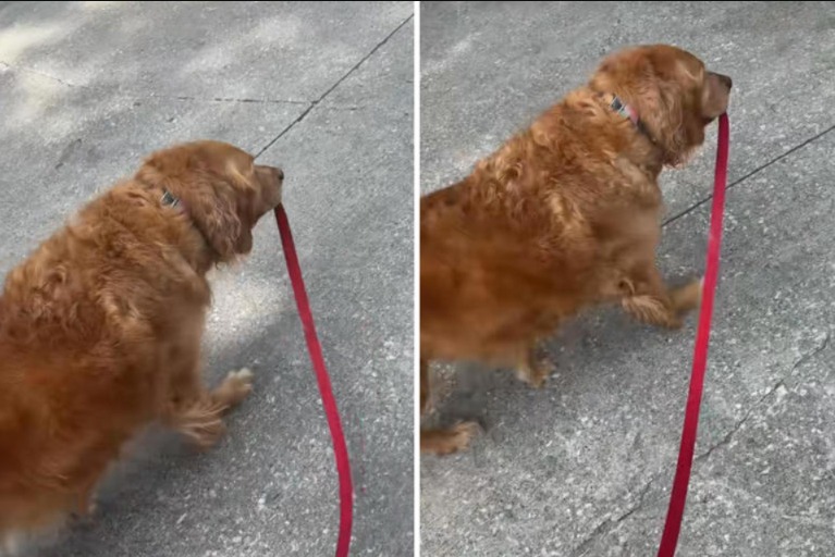 The Great Golden Rebellion: A Dog Takes His Walk Into His Own Paws