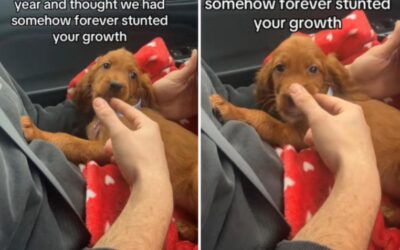 Big Dog Dreams, Pint-Sized Reality: How One Irish Setter Proved Love Comes in All Sizes