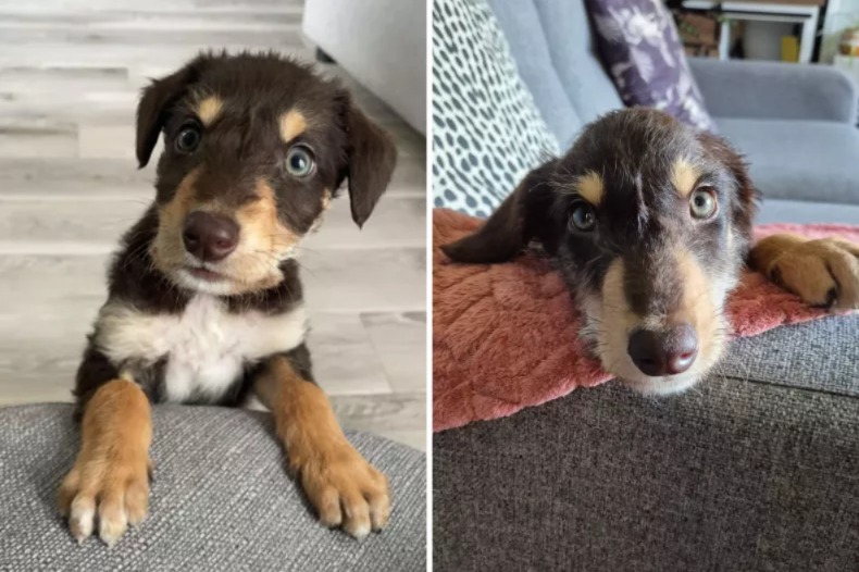 An Unexpected Glow-Up: How a Rescued Puppy Transformed into a Unique Dog