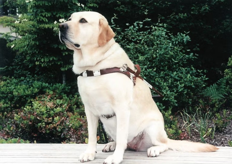 Beyond Sight: How Roselle Guided Michael Hingson Through the Chaos of 9/11