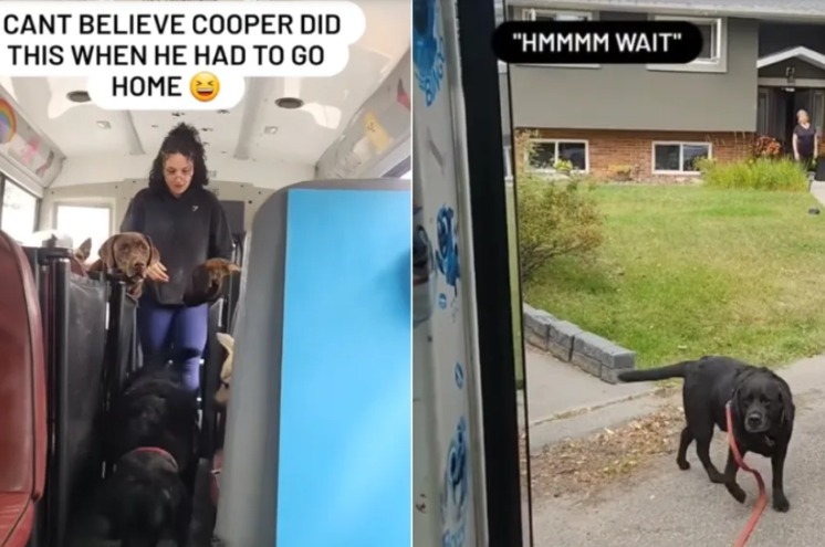 The Happiest Commuters: Why Dogs Are OBSESSED with Their Custom School Bus