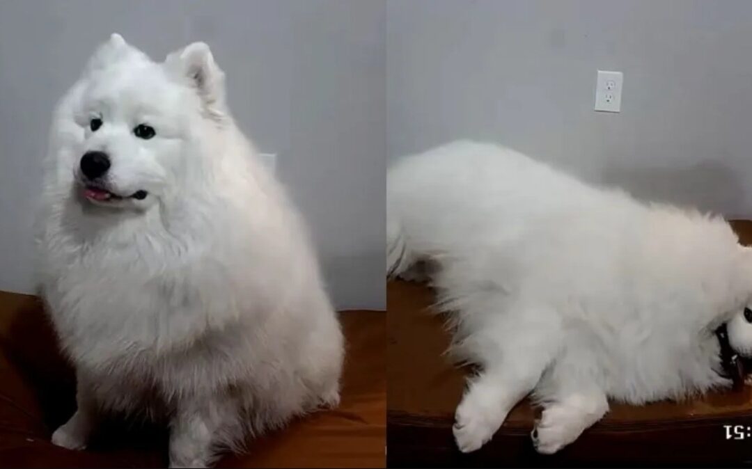 When a Samoyed Plays Dramatic: How Ody ‘Fainted’ to Get His Human Home Early
