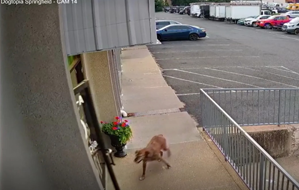 Loyalty Tested: How One Dog Broke Out Of His Yard To Visit His True “Happy Place!”
