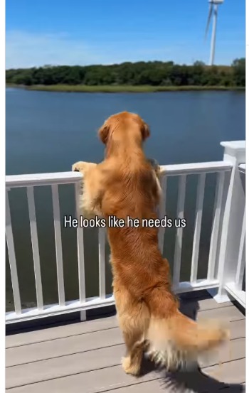 Heroic Hounds or Hilarity Hounds? These Golden Retrievers’ “Rescue” Attempt Is Pure Gold