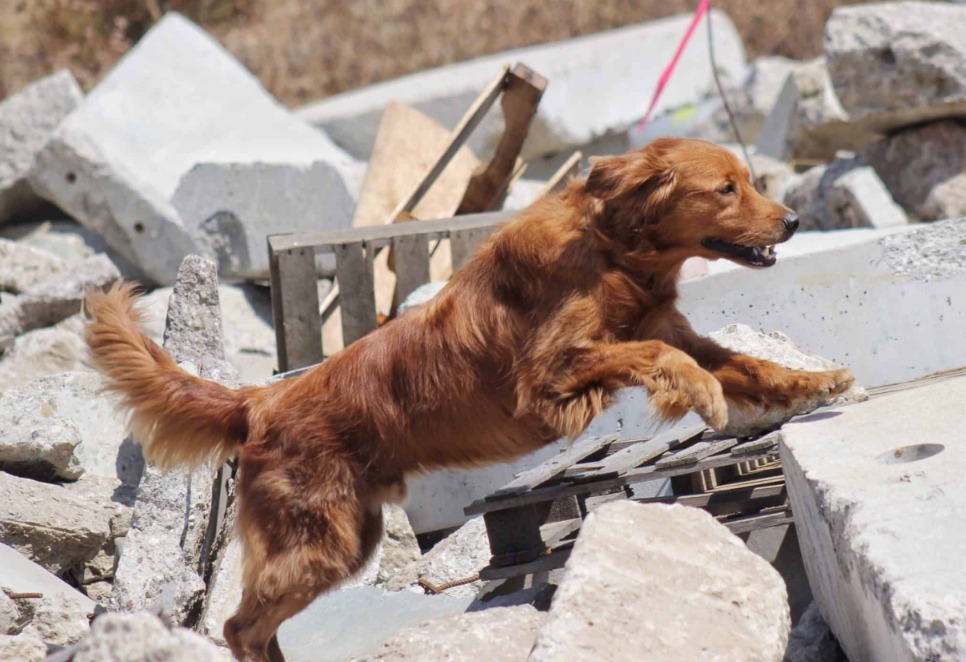Beyond the Bark: The Unsung Heroes of Search and Rescue — Our Four-Legged Lifesavers