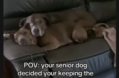 The Sweetest Scam: This Senior Dog’s Cuddle Tactic Just Won a Foster Sibling a Forever Home